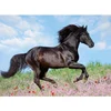 Image de Puzzle 200 pièces XXL : Etalon noir Ravensburger-12803