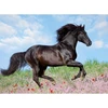 Image de Puzzle 200 piÃ¨ces XXL : Etalon noir