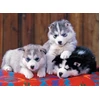 Image de Puzzle 200 pièces XXL : Mignons huskies Ravensburger-12823