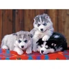 Image de Puzzle 200 piÃ¨ces XXL : Mignons huskies