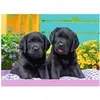 Image de Puzzle 300 pièces XXL : Labradors Ravensburger-12950