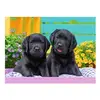 Image de Puzzle 300 piÃ¨ces XXL : Labradors