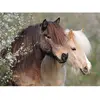 Image de Puzzle 150 pièces XXL : Magnifiques chevaux Ravensburger-12986