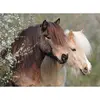 Image de Puzzle 150 piÃ¨ces XXL : Magnifiques chevaux