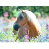 Image de Puzzle 300 pièces XXL : Cheval dans la prairie Ravensburger-13294