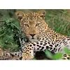 Image de Puzzle 100 pièces XXL :  Vio le léopard Ravensburger-13345
