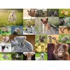 Image de Puzzle 200 pièces XXL :  Adorables bébés animaux Ravensburger-13353
