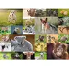 Image de Puzzle 200 piÃ¨ces XXL :  Adorables bÃ©bÃ©s animaux