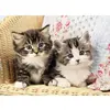 Image de Puzzle 100 pièces : Duo de chatons Nathan-Ravensburger-86766