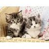 Image de Puzzle 100 piÃ¨ces : Duo de chatons