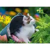 Image de Puzzle 250 pièces : Petit chaton curieux Nathan-868766
