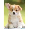 Image de Puzzle 500 piÃ¨ces : Adorable corgi