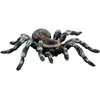 Image de Figurine araignée : Tarentule blanche Bullyland-B68457