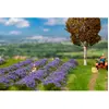 Image de Modélisme HO : Champ de lavande Faller-F181279