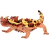 Image de Figurine diable cornu Moloch Horridus Collecta-COL88753