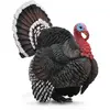 Image de Figurine : Animaux de la ferme : Dindon Collecta-COL88762