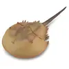 Image de Figurine Préhistoire (Xl): Lumilidae (Horseshoe Crab) Collecta-COL88905