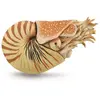 Image de Figurine préhistoire XL : Nautilus pompilius Collecta-COL88907