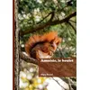 Image de Amnésie, le boulet - Mary Rissel - Edilivre-Aparis - broché - Roman