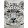 Image de Panthère des neiges - - Collectif - Piccolia - Carnet (de voyage, intime, de notes) (donnée non spécifiée)