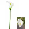 Image de Fleur ARUM sur tige 65cm, ivoire FTG2020B