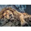 Image de Puzzle 1000 pièces : Lion endormi Trefl-10447