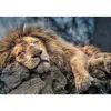 Image de Puzzle 1000 piÃ¨ces : Lion endormi