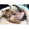 Image de Puzzle 1000 pièces : Chaton joyeux Trefl-10448