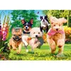 Image de Puzzle 1000 piÃ¨ces : Tea Time : VoilÃ  les ennuis !
