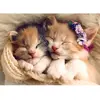 Image de Puzzle 500 pièces : Chatons endormis Trefl-37271