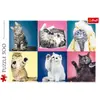 Image de Puzzle 500 pièces : Chatons Trefl-37377