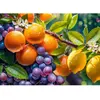 Image de Puzzle 1000 pièces : Fruits ensoleillé Timaro-30738