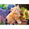 Image de Puzzle 180 pièces : Chaton sur un banc Castorland-018178