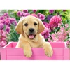 Image de Puzzle 300 pièces : Labrador dans une boîte rose Castorland-030071