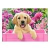 Image de Puzzle 300 piÃ¨ces : Labrador dans une boÃ®te rose