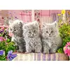 Image de Puzzle 300 pièces : trois petits chatons gris Castorland-030330