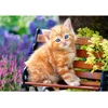 Image de Puzzle 500 pièces : Chaton roux dans les fleurs Castorland-52240