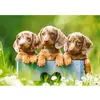Image de Puzzle 500 pièces : Mignons teckels Castorland-B-53605