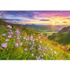 Image de Puzzle 500 pièces : Campanules au lever du soleil Castorland-B-53681