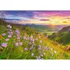 Image de Puzzle 500 piÃ¨ces : Campanules au lever du soleil