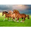 Image de Puzzle 500 pièces : Chevaux dans la ruée printanière B-54084