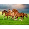 Image de Puzzle 500 piÃ¨ces : Chevaux dans la ruÃ©e printaniÃ¨re
