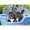 Image de Puzzle 1000 pièces : Chiots Bouledogue français Castorland-104246-2