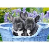 Image de Puzzle 1000 piÃ¨ces : Chiots Bouledogue franÃ§ais