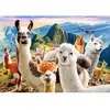 Image de Puzzle 1000 pièces : Selfie de Lamas Castorland-C-104758-2