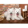 Image de Puzzle 1000 pièces : Chiots samoyèdes disent bonjour Castorland-105137-2
