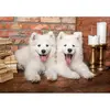 Image de Puzzle 1000 piÃ¨ces : Chiots samoyÃ¨des disent bonjour