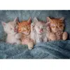 Image de Puzzle 1000 pièces : Les chatons les plus doux Castorland-105144-2