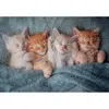 Image de Puzzle 1000 piÃ¨ces : Les chatons les plus doux