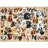 Image de Puzzle 200 pièces : Collage avec des Chiens Castorland-B-222162